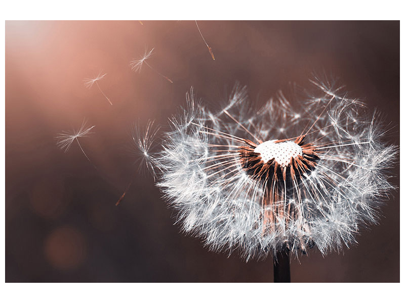 canvas-print-dandelion-in-the-evening-light