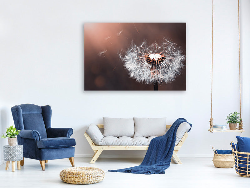 canvas-print-dandelion-in-the-evening-light