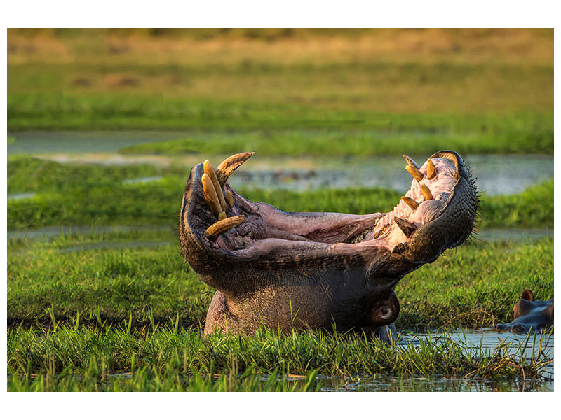 canvas-print-dare-to-yawn