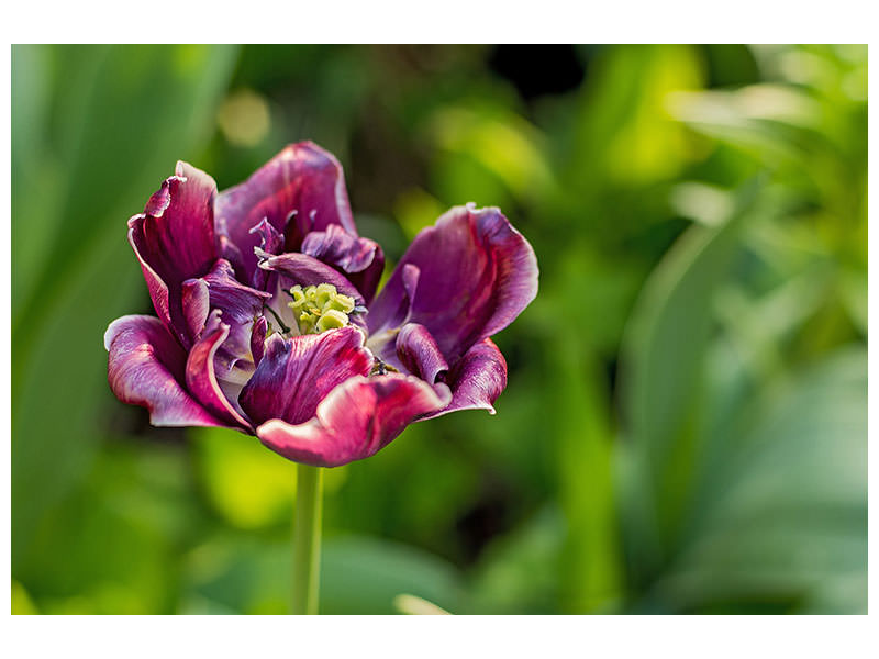 canvas-print-dark-tulip-in-nature