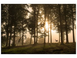 canvas-print-deer-in-the-morning-mist