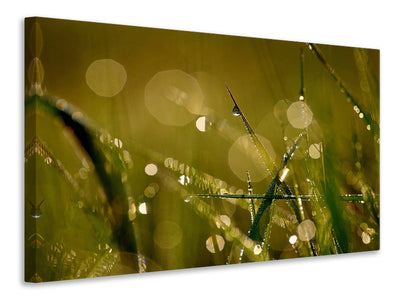 canvas-print-dew-in-the-morning