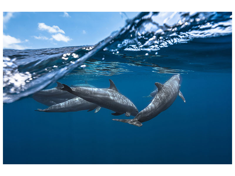 canvas-print-dolphins