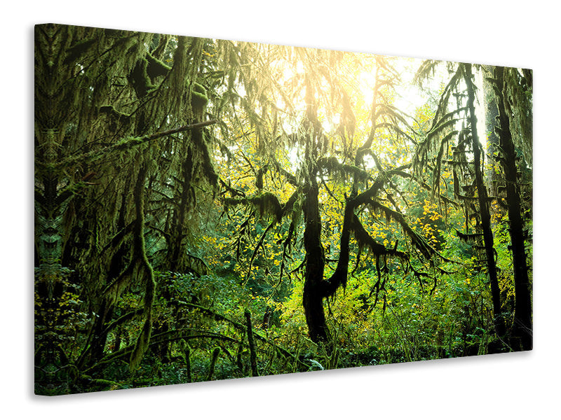 canvas-print-dreamy-forest