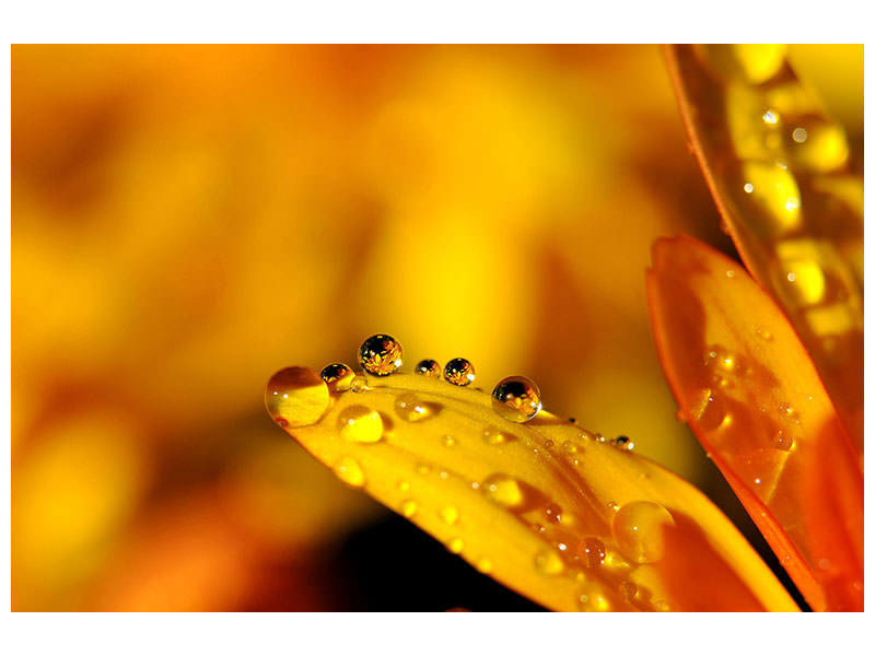 canvas-print-drops-close-up