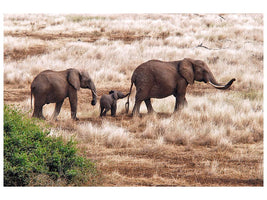 canvas-print-elephant-family-tanzania-x