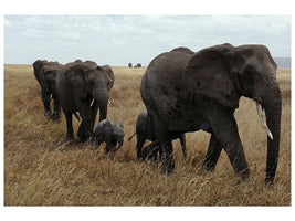 canvas-print-elephant-family