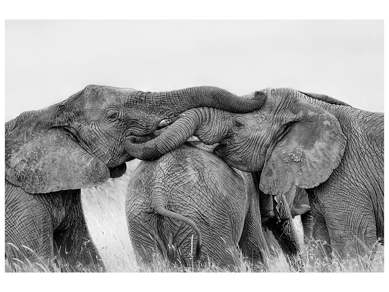 canvas-print-elephant-playing-x