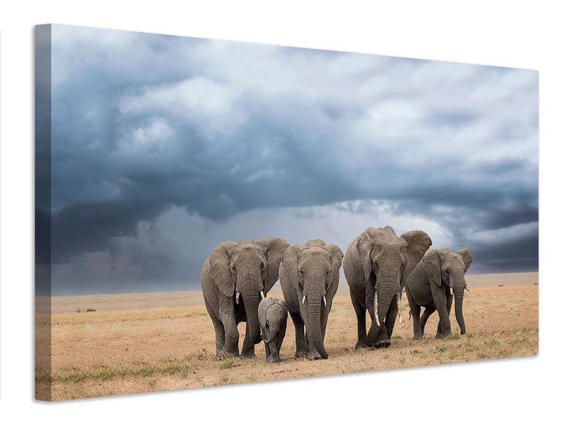 canvas-print-elephant-walk-x