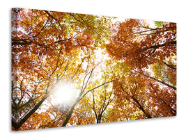 canvas-print-enlightened-autumn-trees