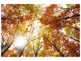 canvas-print-enlightened-autumn-trees