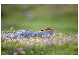 canvas-print-ermine-on-patrol-x