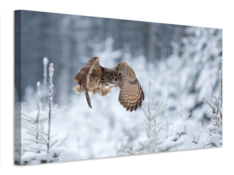 canvas-print-eurasian-eagleowl-x