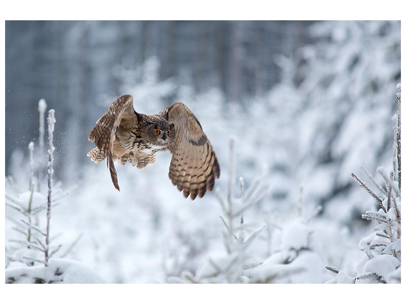 canvas-print-eurasian-eagleowl-x