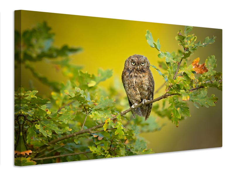 canvas-print-eurasian-scops-owl-x