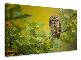 canvas-print-eurasian-scops-owl