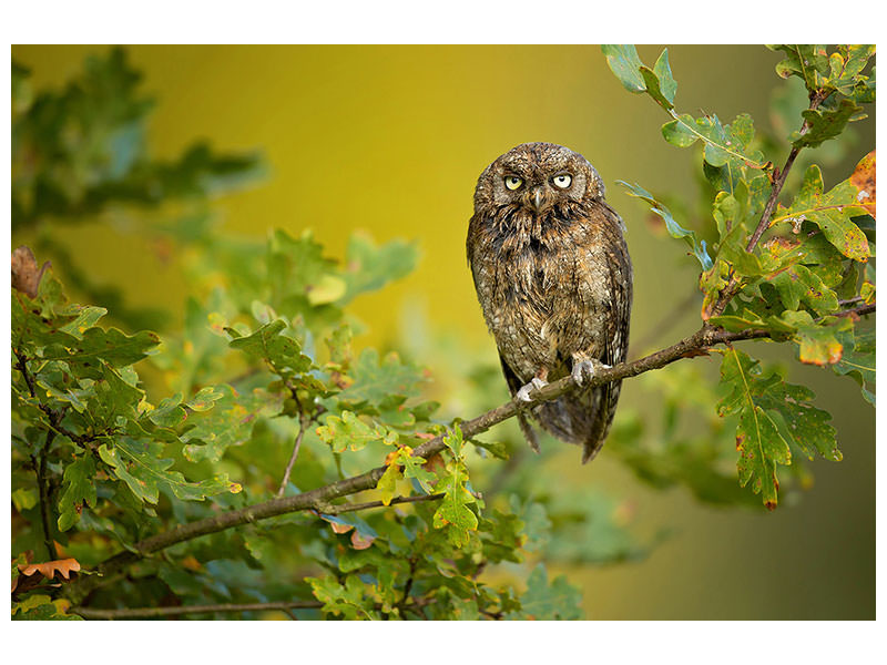 canvas-print-eurasian-scops-owl