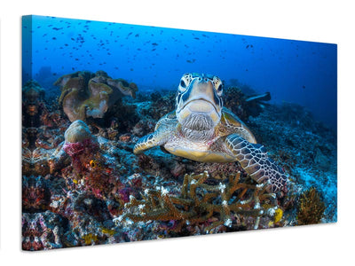 canvas-print-face-to-face-with-a-green-turtle-x