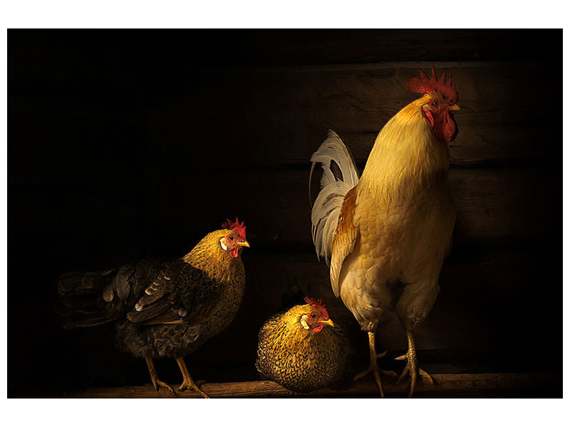 canvas-print-farm-animals