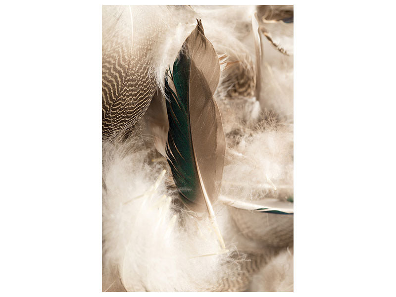 canvas-print-feathers