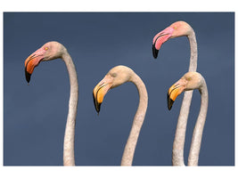 canvas-print-flamingos-close-up-x