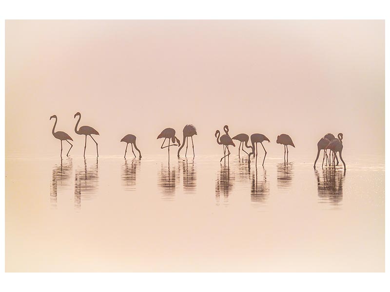 canvas-print-flamingos-in-the-mist-x