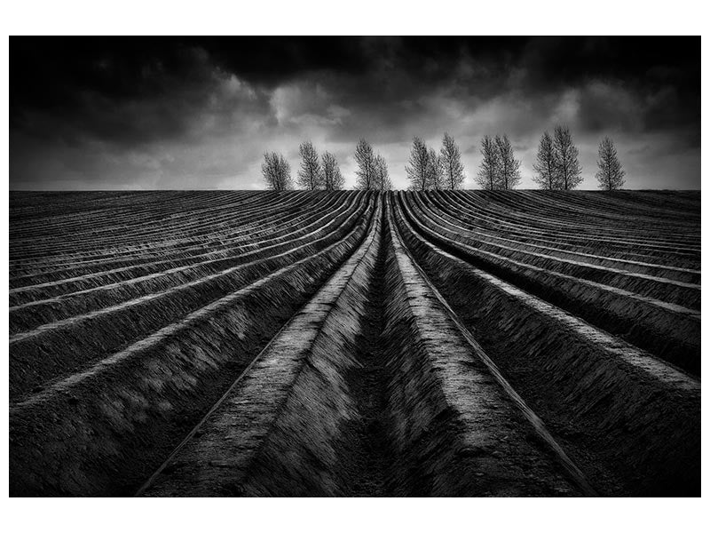 canvas-print-flanders-fields-iii-x