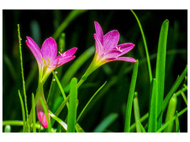 canvas-print-flowers-in-nature