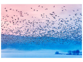 canvas-print-flying-in-the-fogging-morning