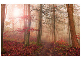 canvas-print-forest-scene-x