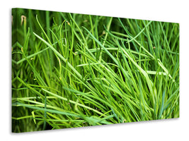 canvas-print-fresh-chives-xl