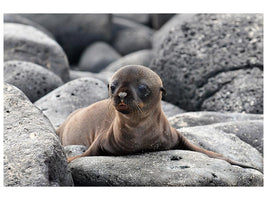 canvas-print-galapagos-sea-lion-pup-x