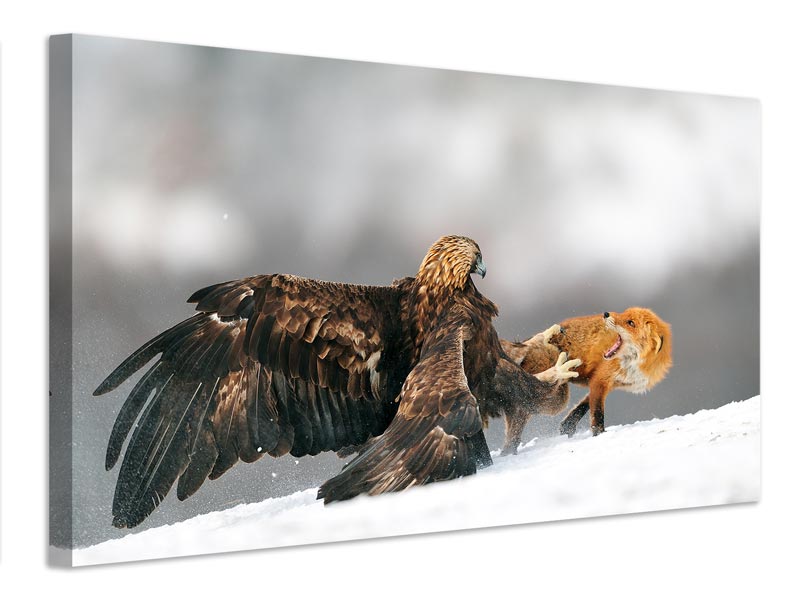 canvas-print-golden-eagle-and-red-fox-x