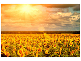 canvas-print-golden-light-sunflower