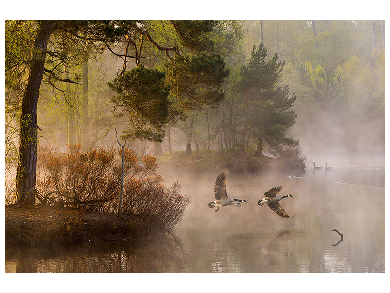 canvas-print-goose-fight