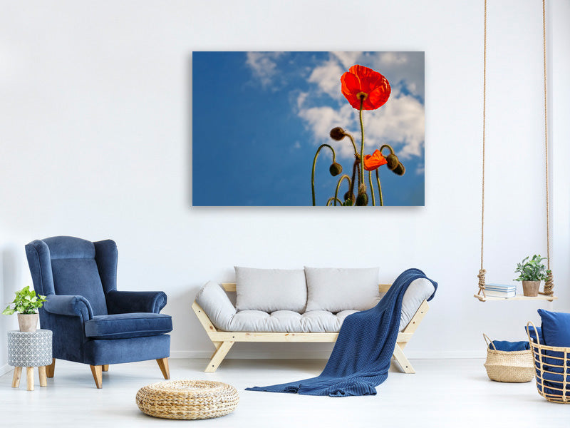 canvas-print-gorgeous-poppy