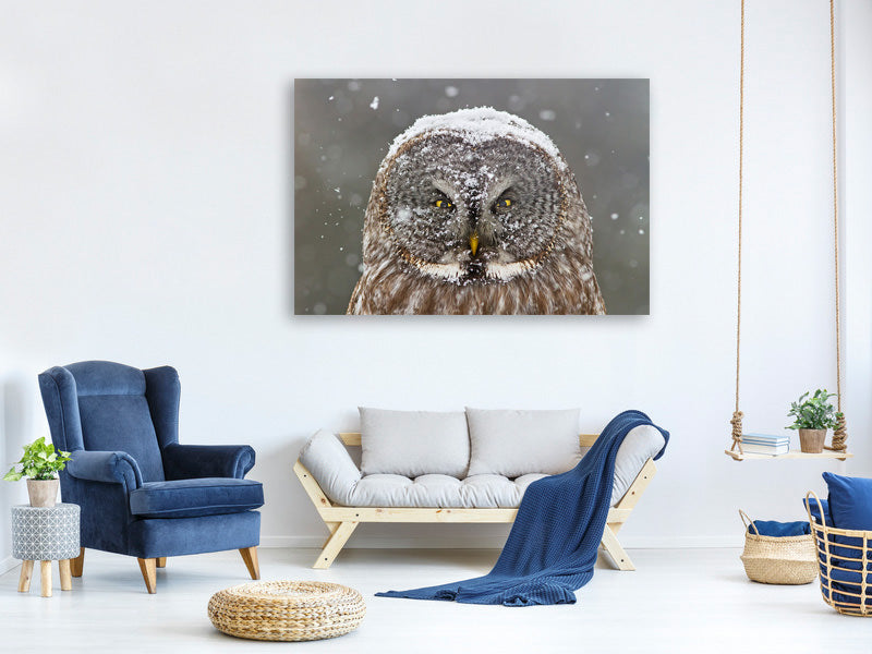 canvas-print-great-grey-owl-winter-portrait