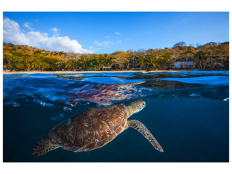 canvas-print-green-turtle-sea-turtle