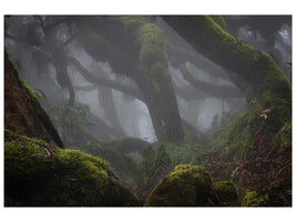 canvas-print-harenna-forest-xlf