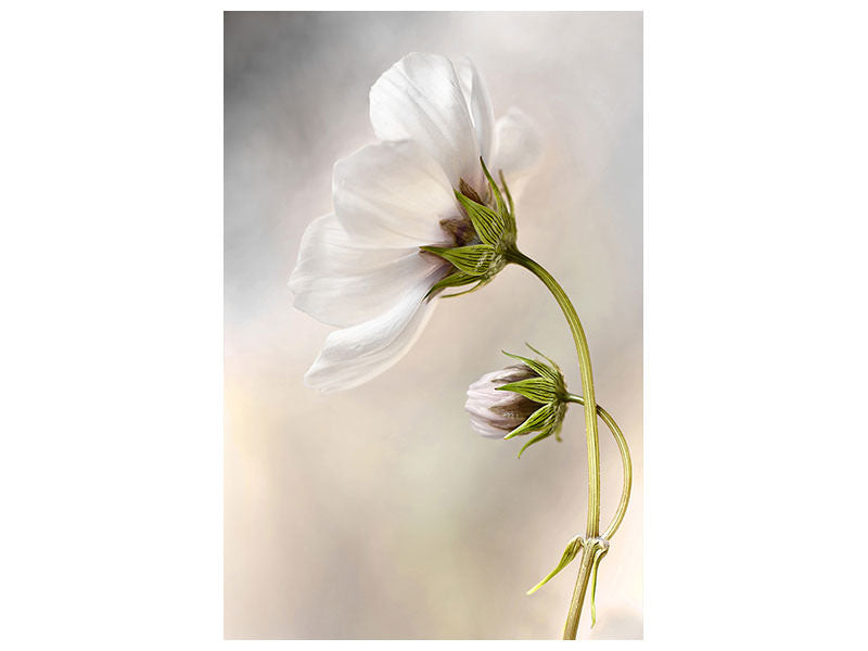 canvas-print-heavenly-cosmos