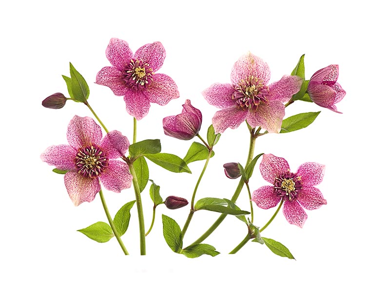 canvas-print-helleborus-x-hybridus-tutu-x