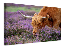 canvas-print-highland-graze-x