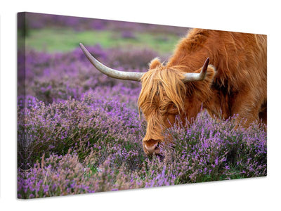 canvas-print-highland-graze-x