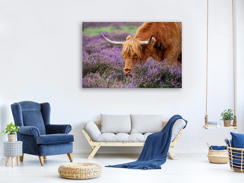 canvas-print-highland-graze-x