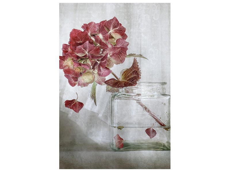 canvas-print-hydrangea-xaa