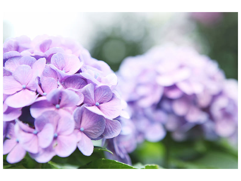 canvas-print-hydrangeas