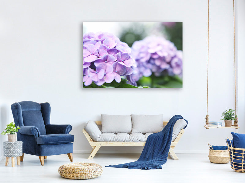 canvas-print-hydrangeas