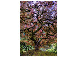 canvas-print-japanese-maple-tree