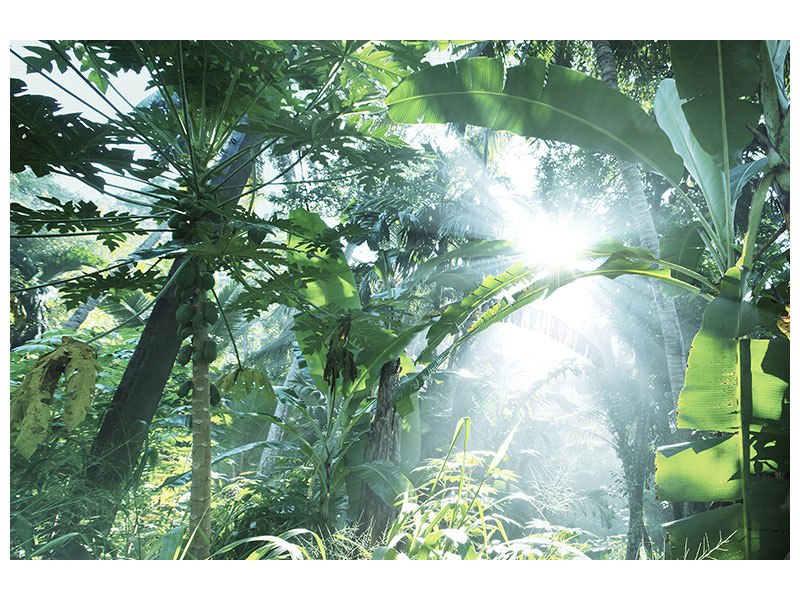 canvas-print-jungle-star