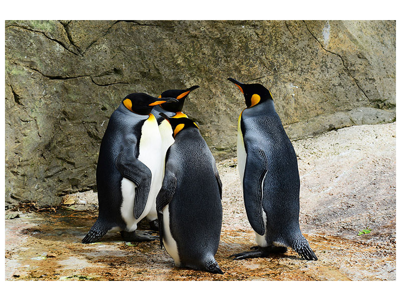 canvas-print-king-penguins